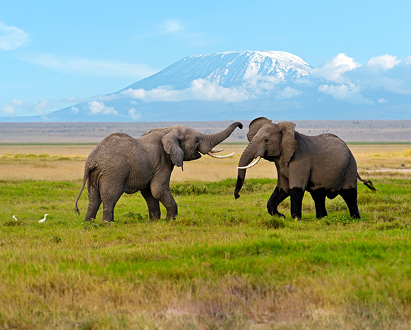 Elephants with Mount Kilimanjaro in the background, Tanzania