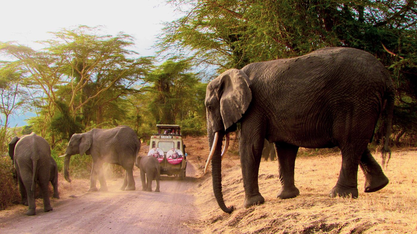 Elephants seen on a family safari Tanzania trip