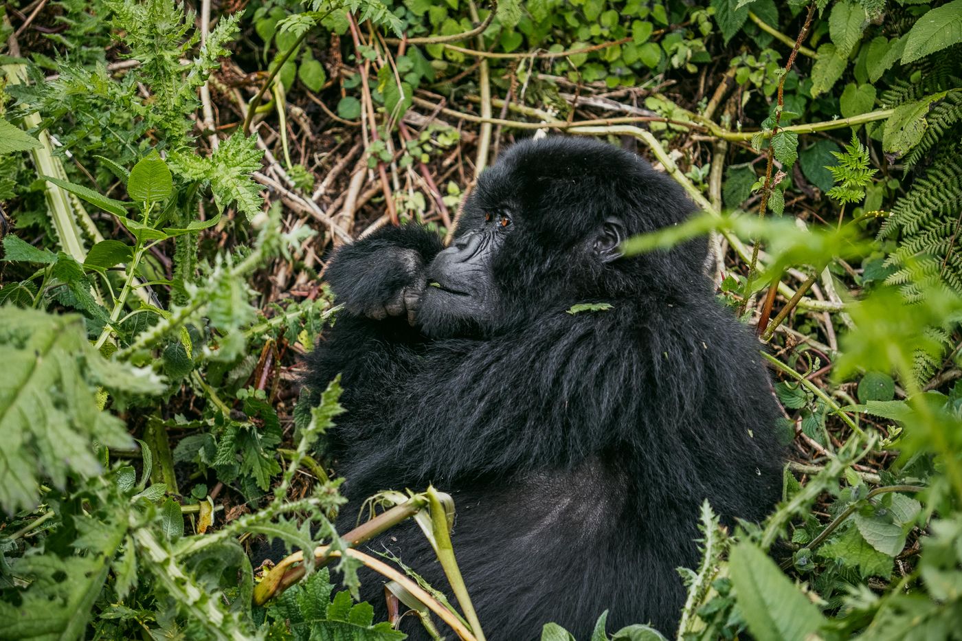 Mountain gorilla in natural habitat