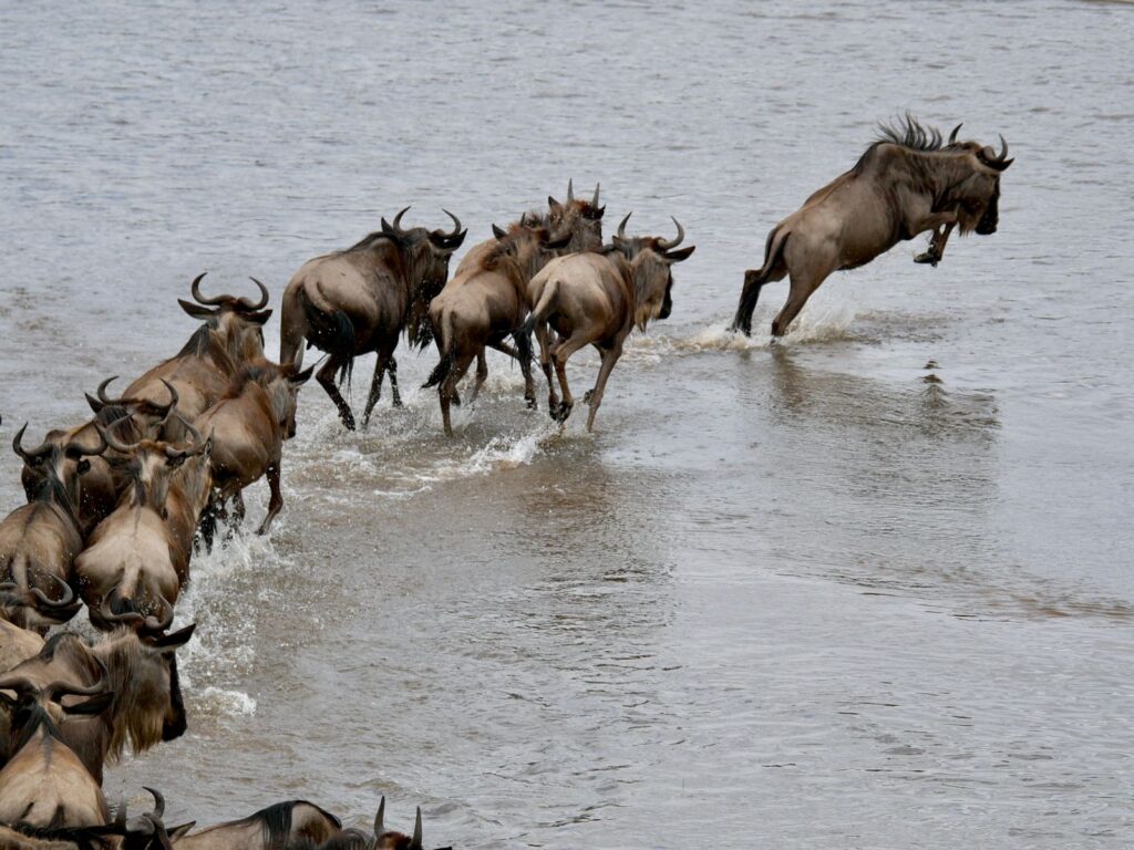 When Is the Best Time to See the Great Migration in the Serengeti? 2 Wildebeest crossing during the Serengeti Great Migration