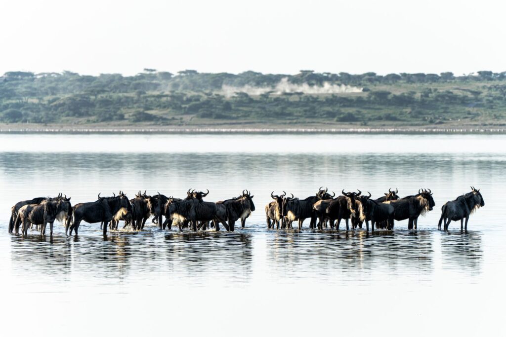 When Is the Best Time to See the Great Migration in the Serengeti? 3 Migration herd moving through water in the Serengeti