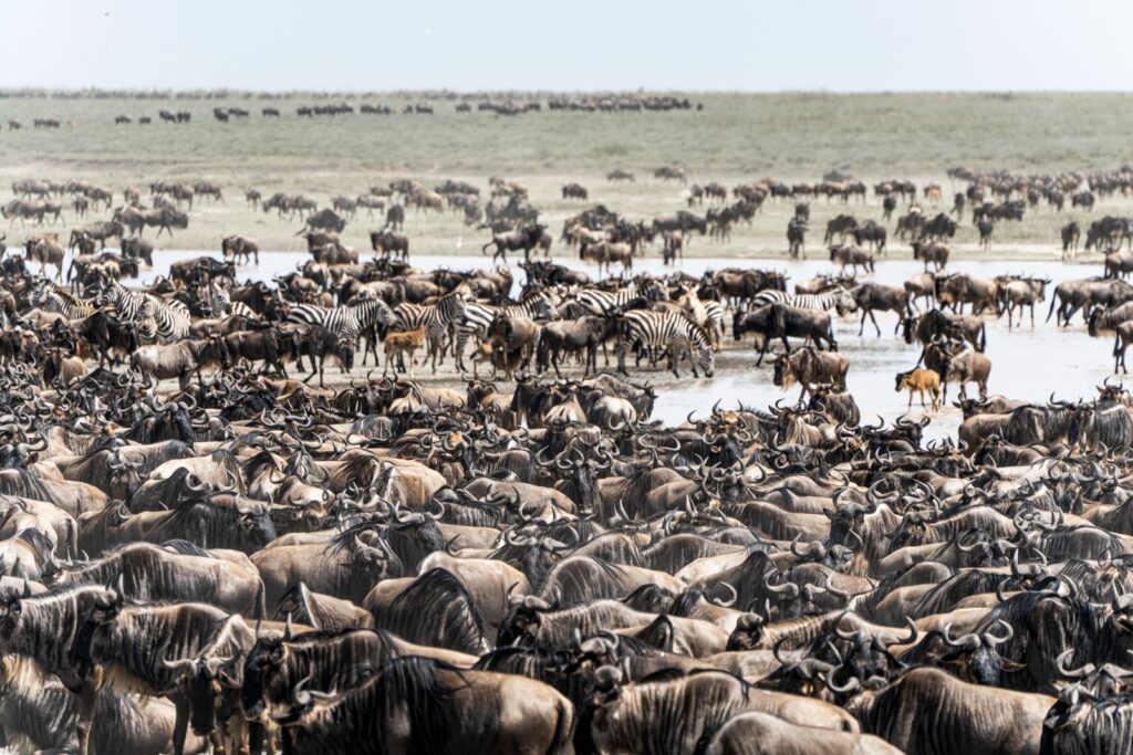 When Is the Best Time to See the Great Migration in the Serengeti? 5 Wildebeest and zebra on migration plains