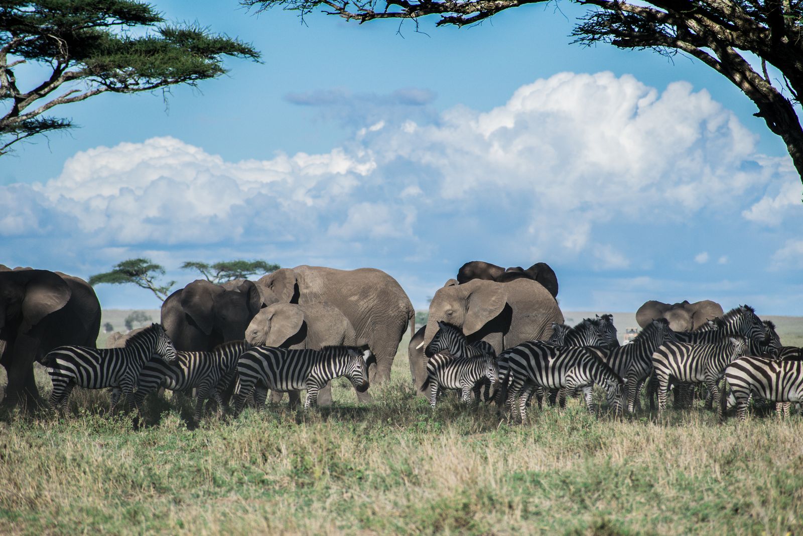 Wildlife on the Serengeti plains best time for Tanzania safari