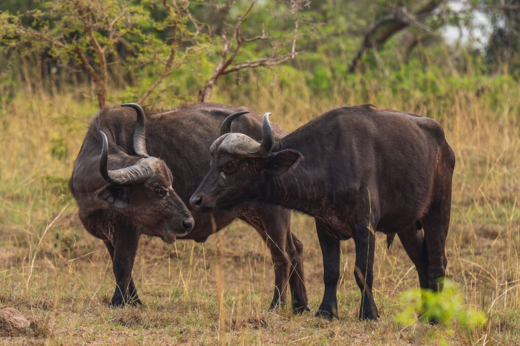 Akagera National Park