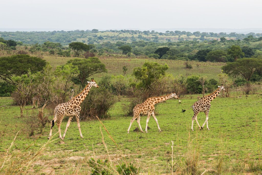 Akagera National Park