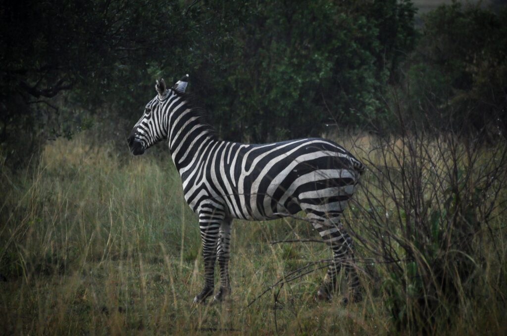 Akagera National Park