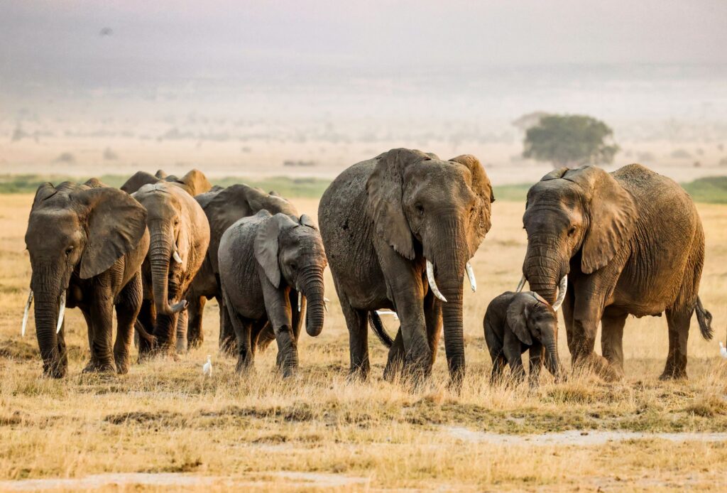 African elephants on the savannah in Kajiado County near Amboseli, Kenya