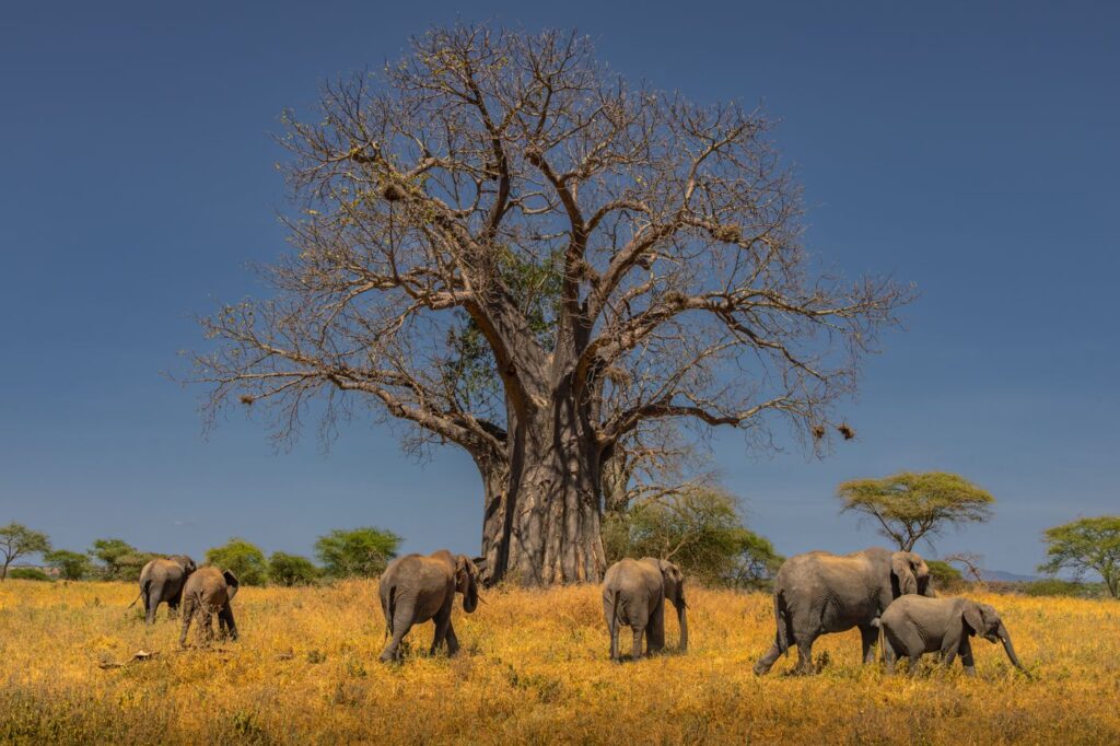 African elephants under a baobab tree on the Tanzanian savannah