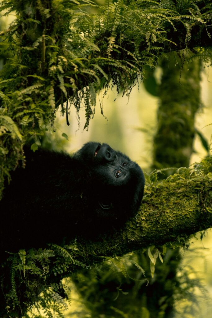 Mountain gorilla on mossy branch in Ugandan forest