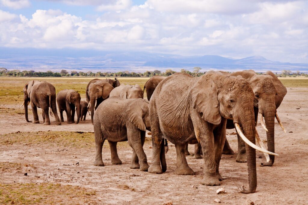 Elephant herd crossing Amboseli savannah plains