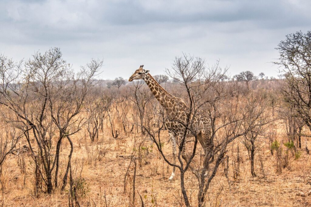 Giraffe walking through dry savanna landscape — Kruger National Park safari