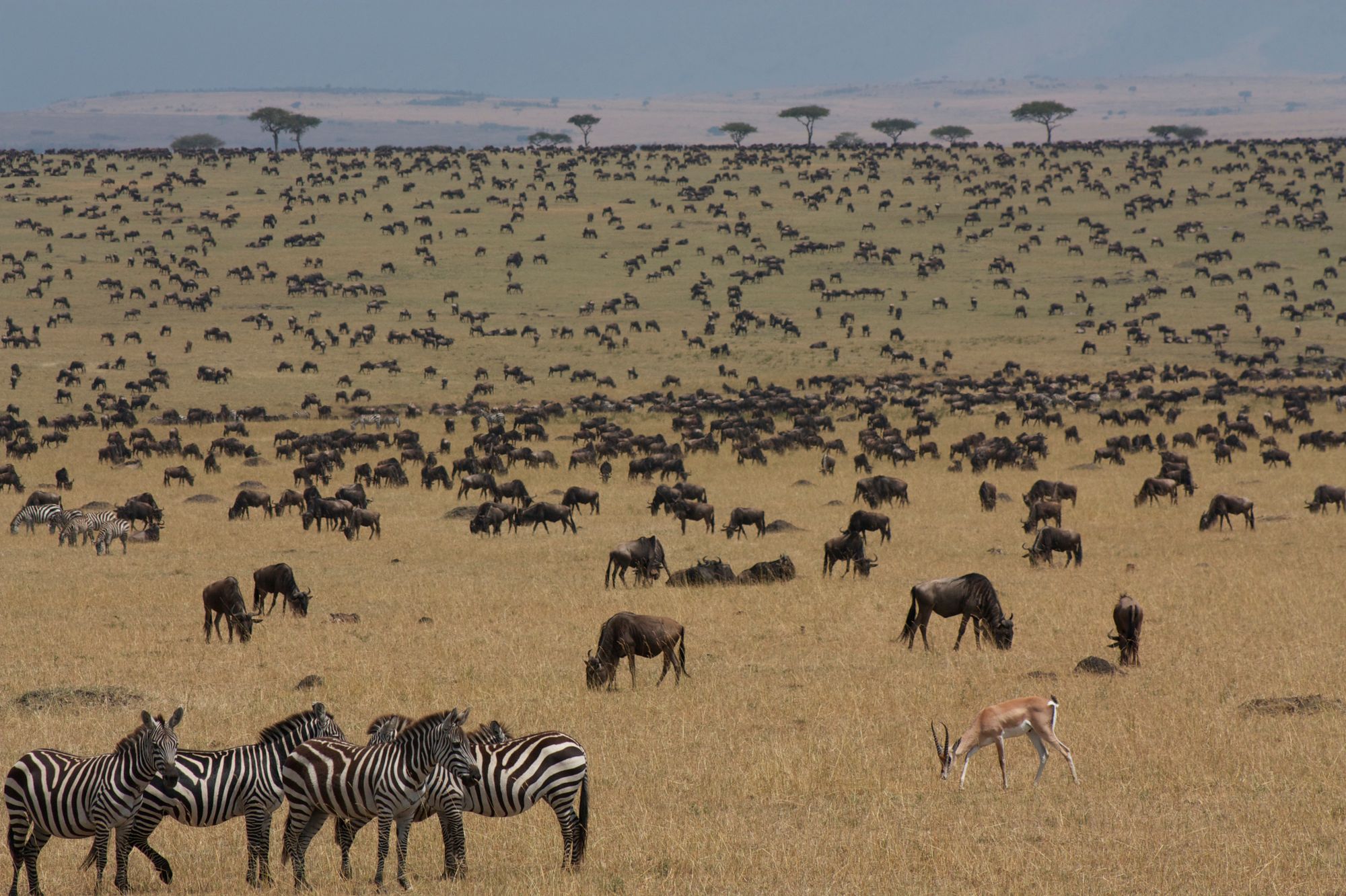 Wildebeest and zebra herds on the Masai Mara savanna during the Great Migration, Kenya