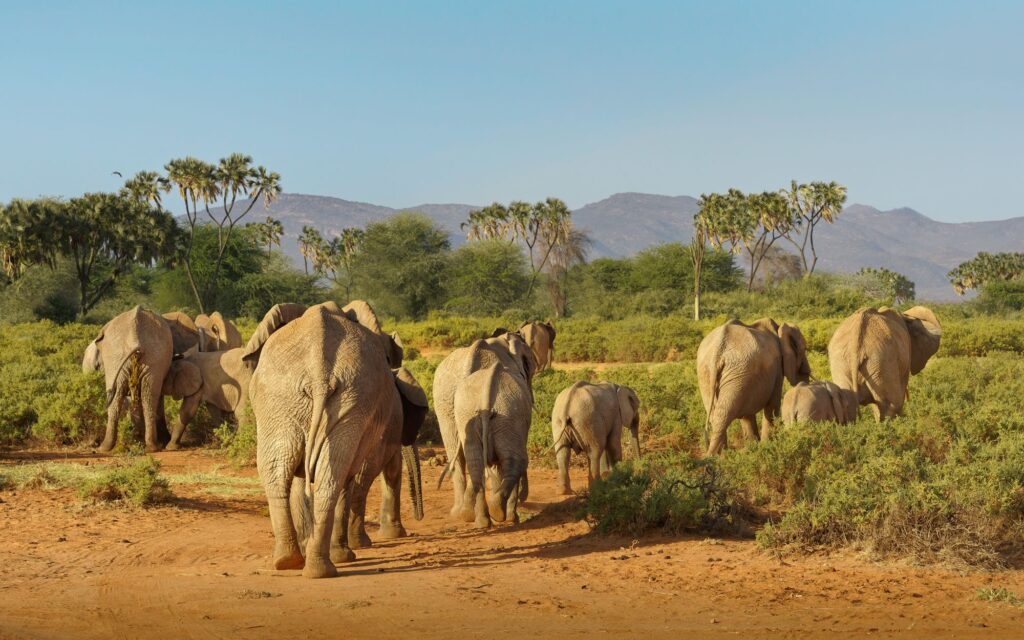 African elephant herd roaming the Samburu savanna in northern Kenya