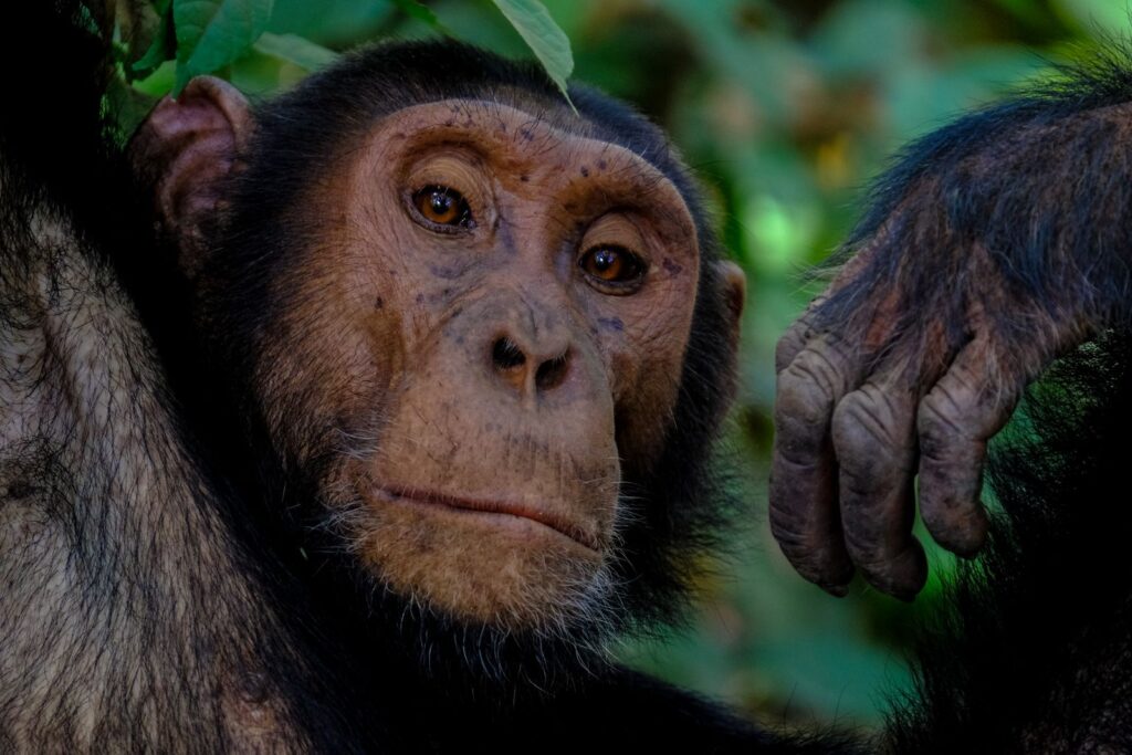 Close-up chimpanzee in forest habitat