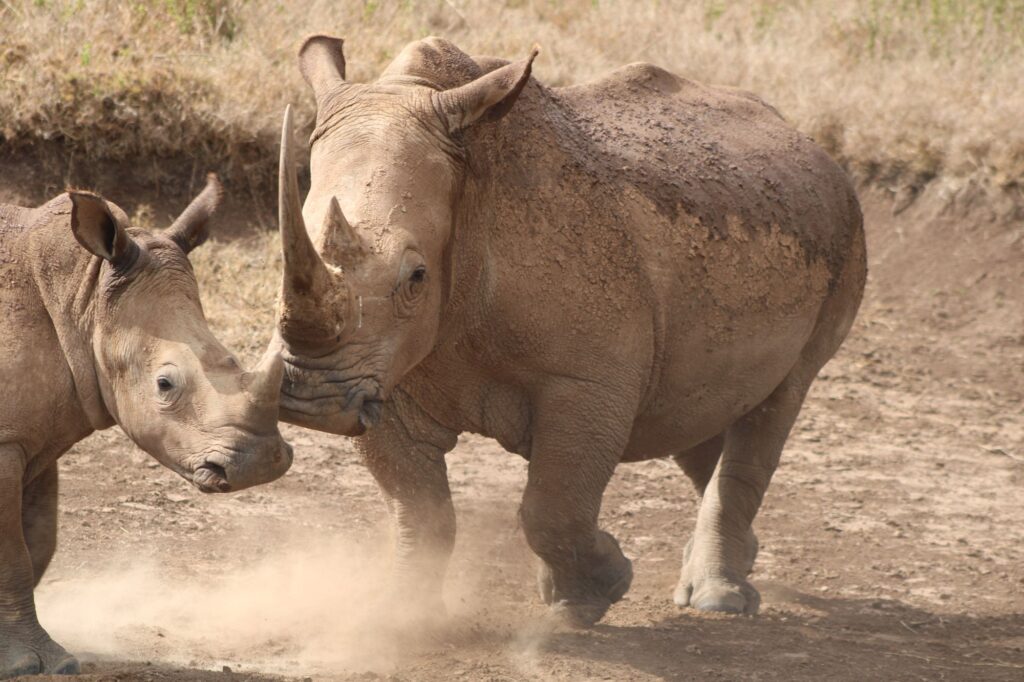 Two rhinoceroses on dusty savanna in Nakuru County, Kenya