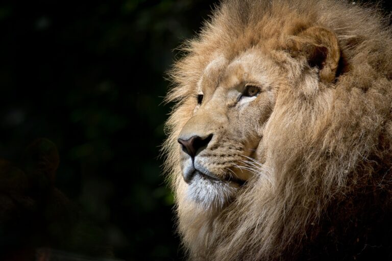 Lion in the Kenyan savanna