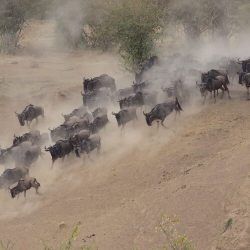 Great Migration wildebeest herd Tanzania