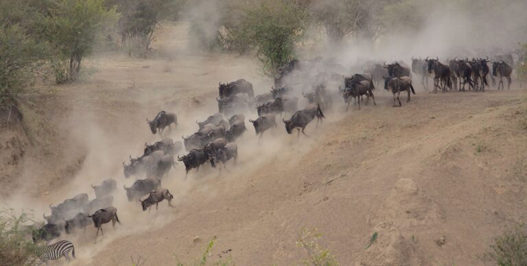 When Is the Best Time to See the Great Migration in the Serengeti?