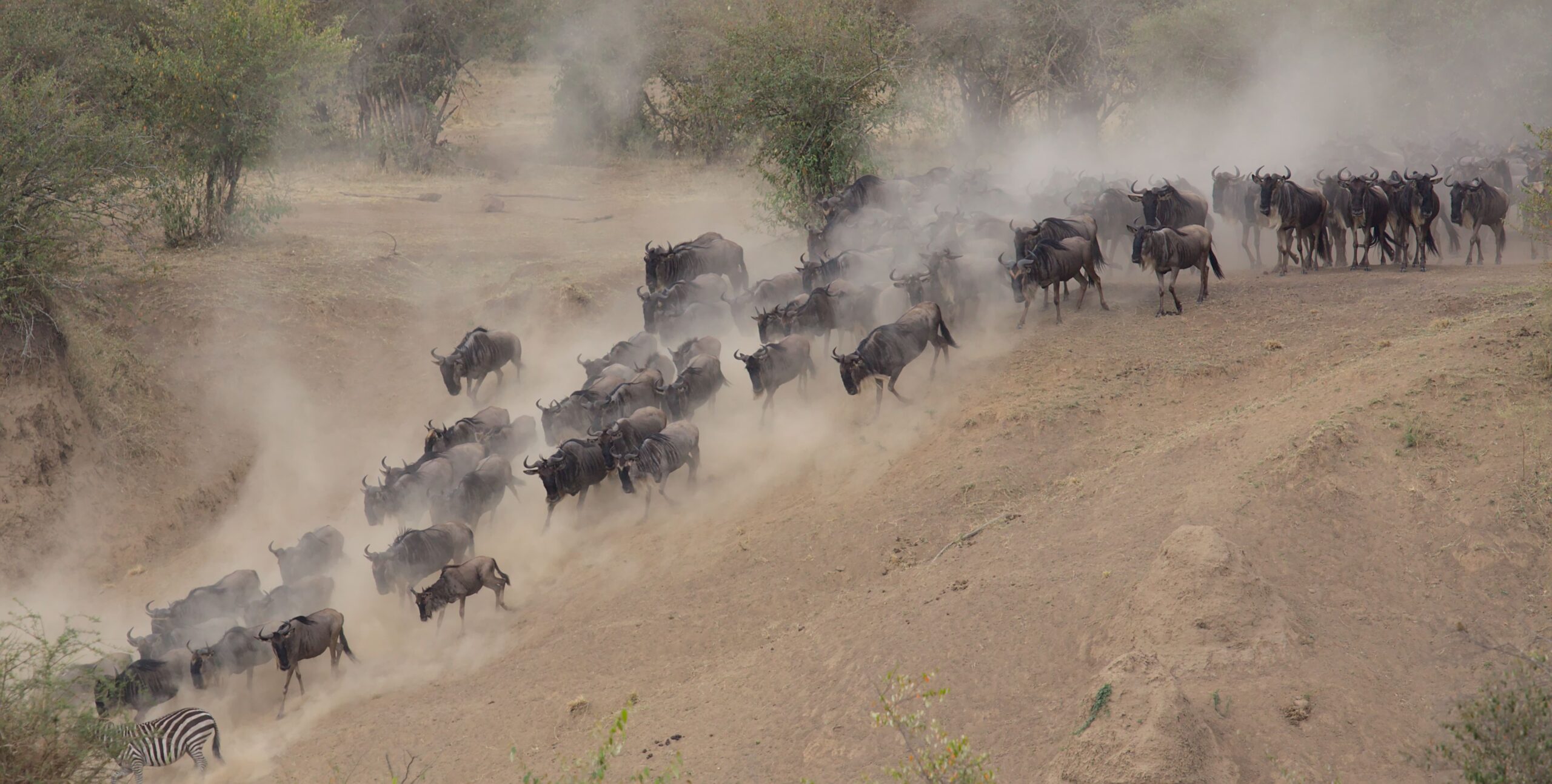 When Is the Best Time to See the Great Migration in the Serengeti? 1 When Is the Best Time to See the Great Migration in the Serengeti?