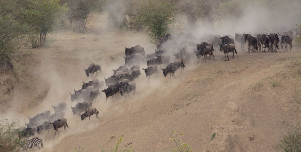 When Is the Best Time to See the Great Migration in the Serengeti? 6 Wildebeest herd moving through dusty savanna