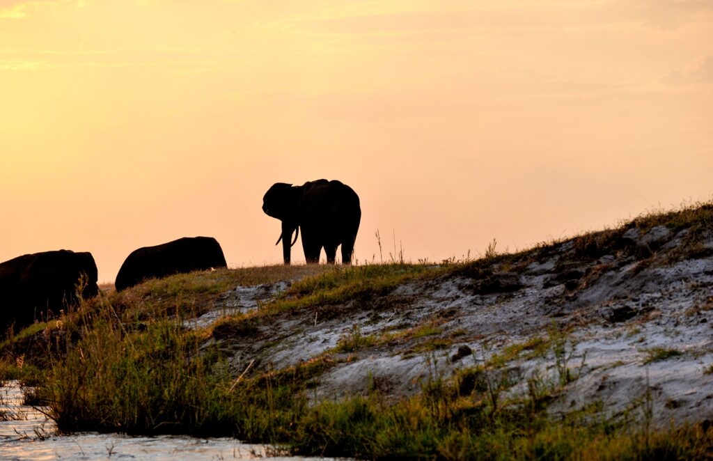 Silhouette of elephants at Chobe River sunset Botswana