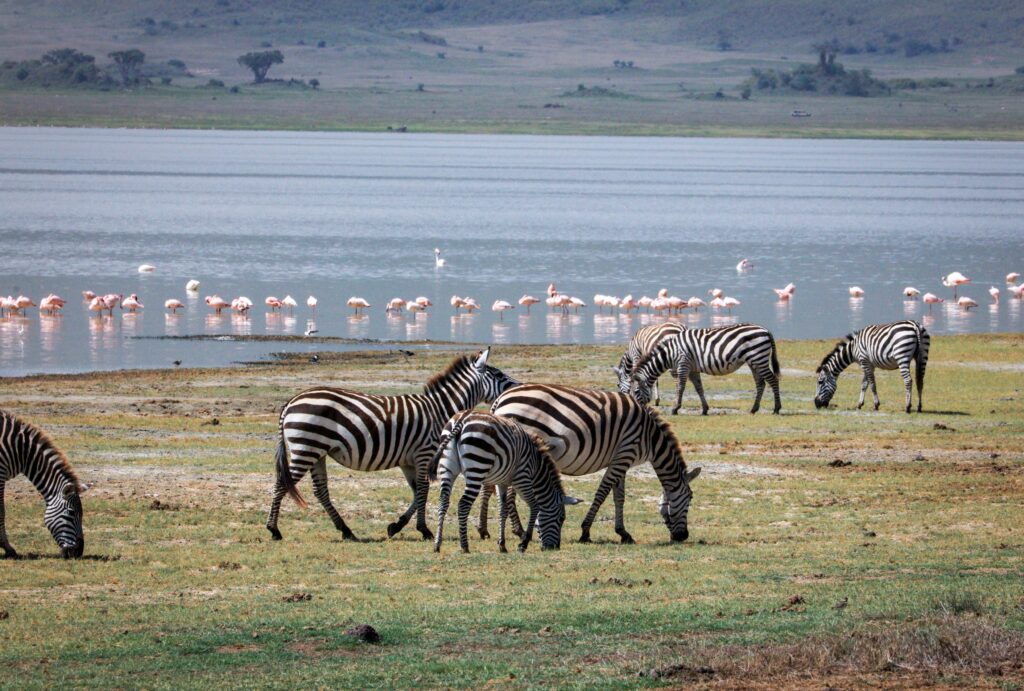 Zebras near Lake Manyara with flamingos beyond