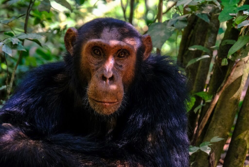 Chimpanzee close-up in lush rainforest