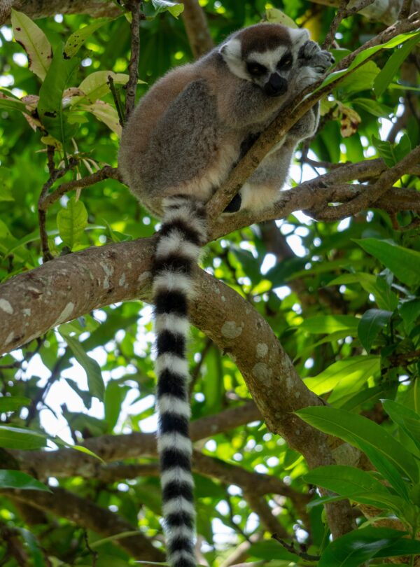 Ring-tailed lemur perched on a rainforest branch