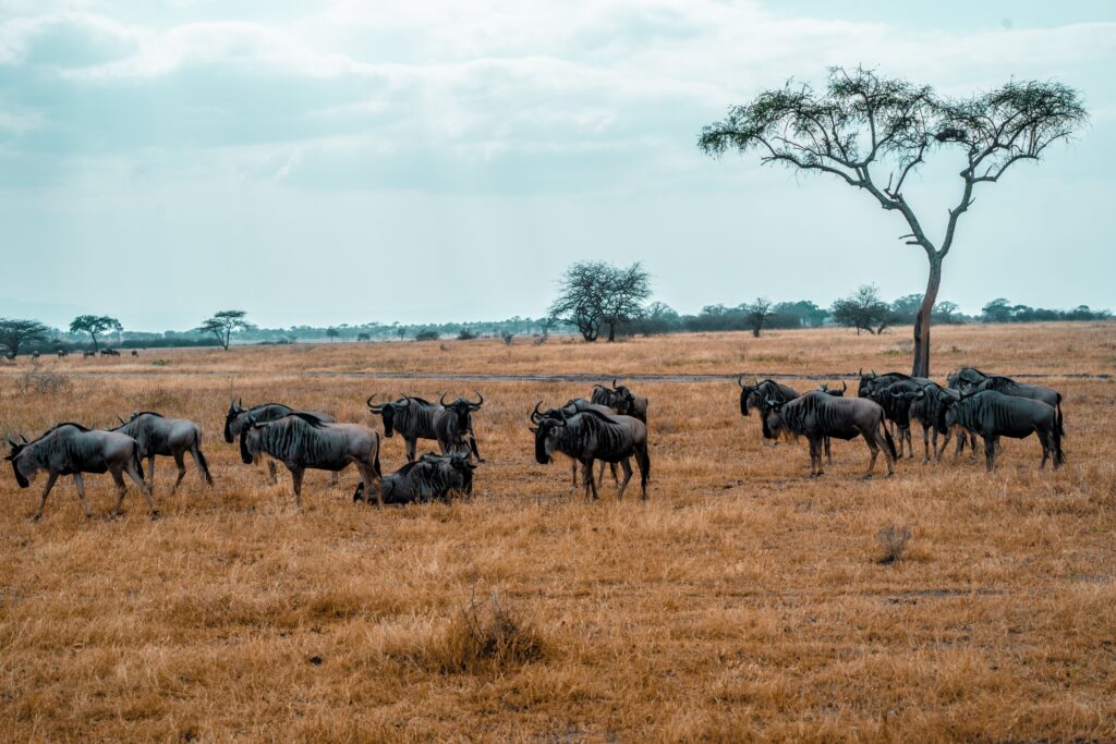 Wildebeest herd grazing on open Tanzania plains