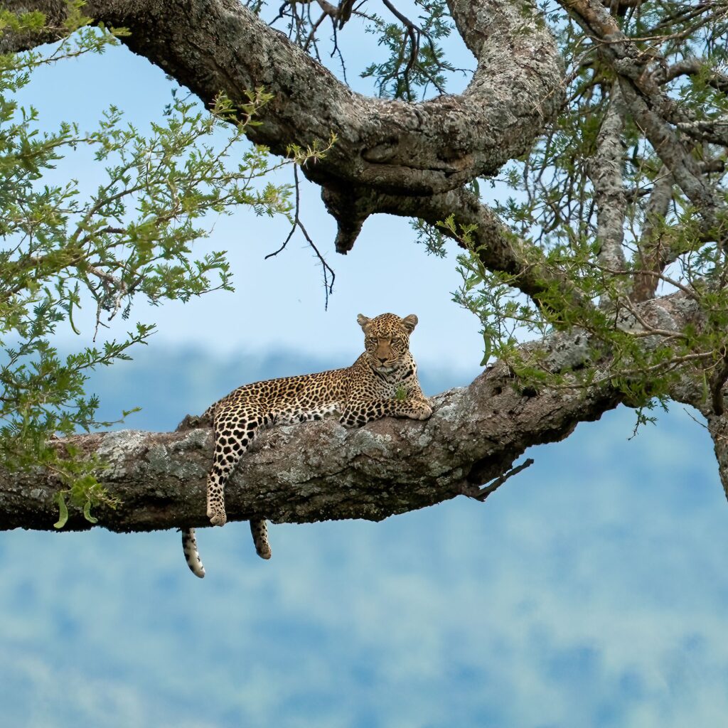Leopard resting on a tree branch in African wilderness