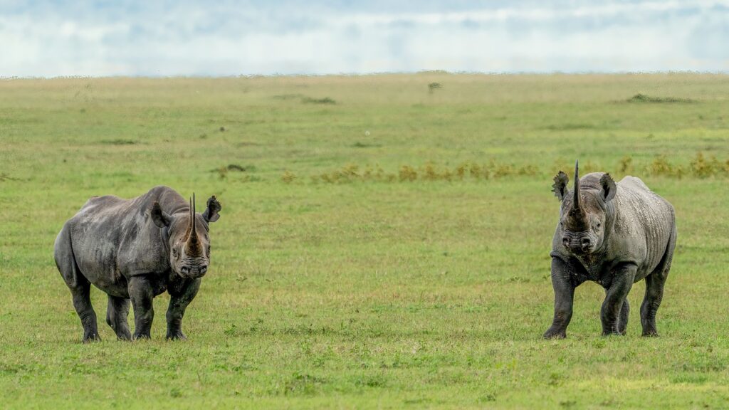 Two black rhinos grazing on African savannah