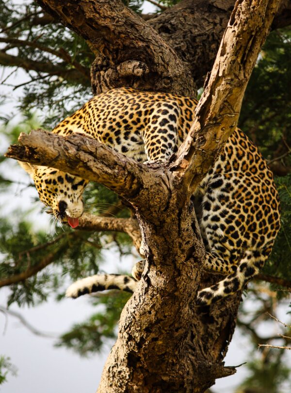 Leopard lounging in a tree in Kruger region South Africa