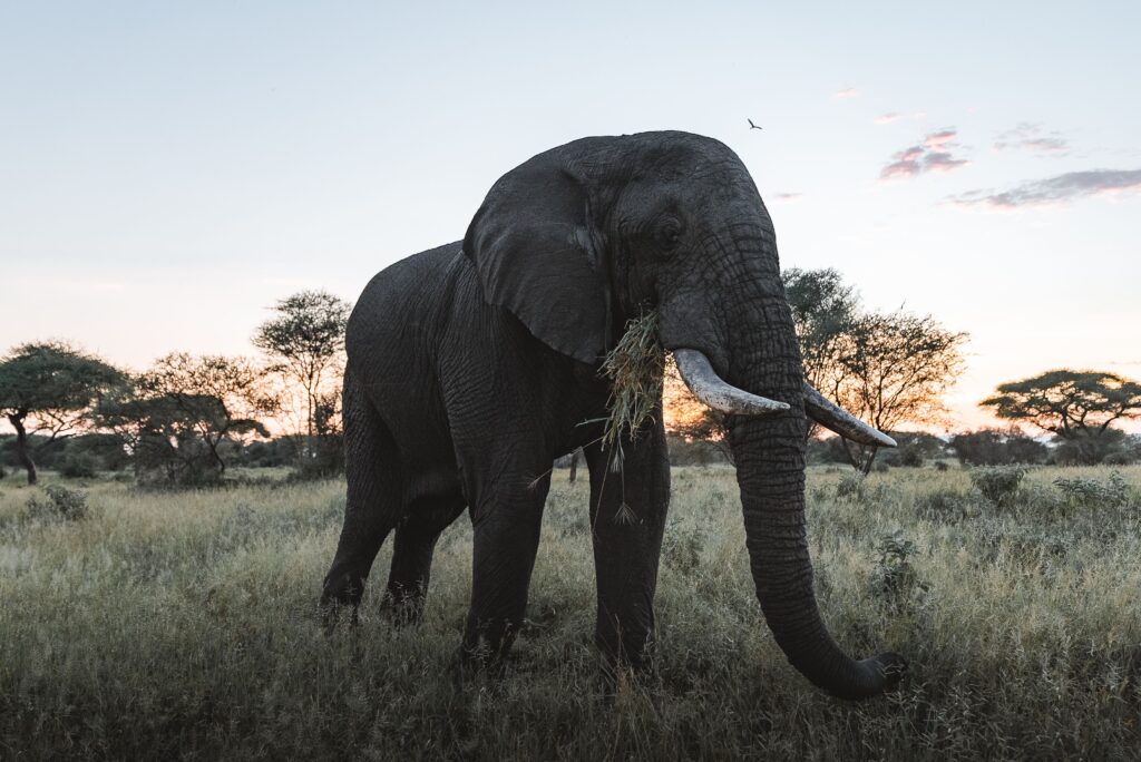 Lone African elephant grazing on savanna at sunset