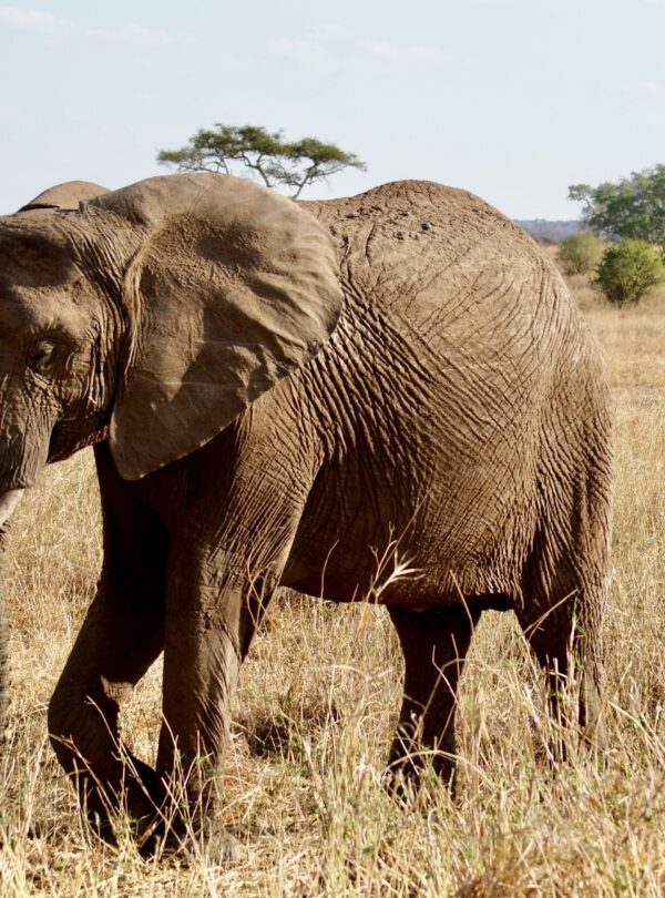 African elephant walking through Tarangire National Park