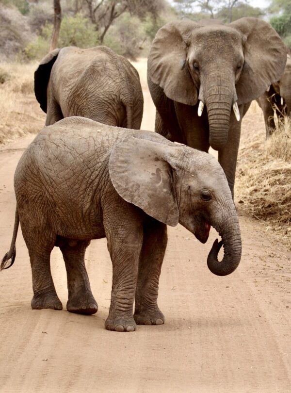 Elephants in Tarangire National Park, Tanzania