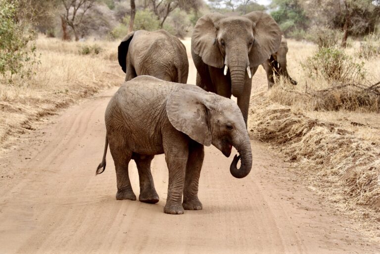 Elephants in Tarangire National Park, Tanzania