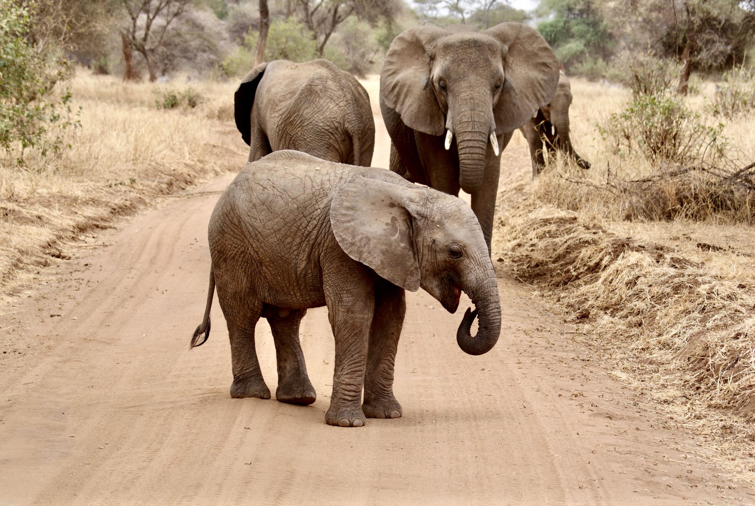 Elephants in Tarangire National Park, Tanzania