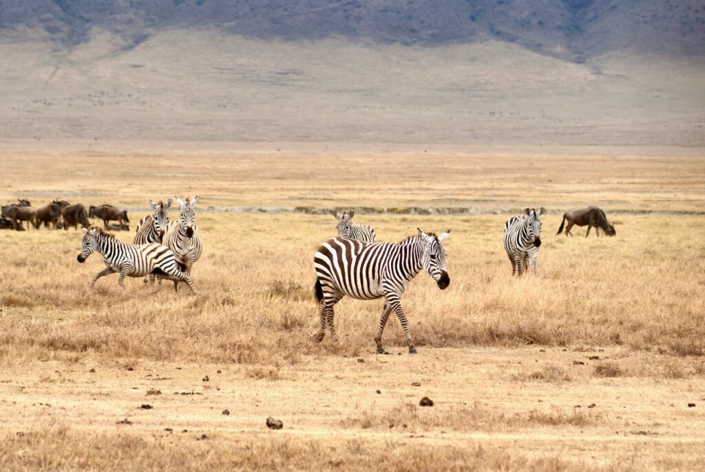 Zebras and wildebeest on open grassland
