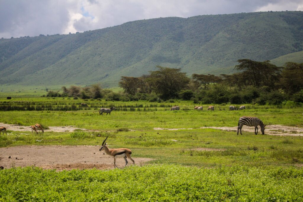 Zebras and antelopes grazing in Ngorongoro Crater