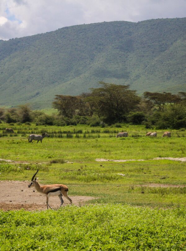 Zebras and antelopes grazing in Ngorongoro Crater