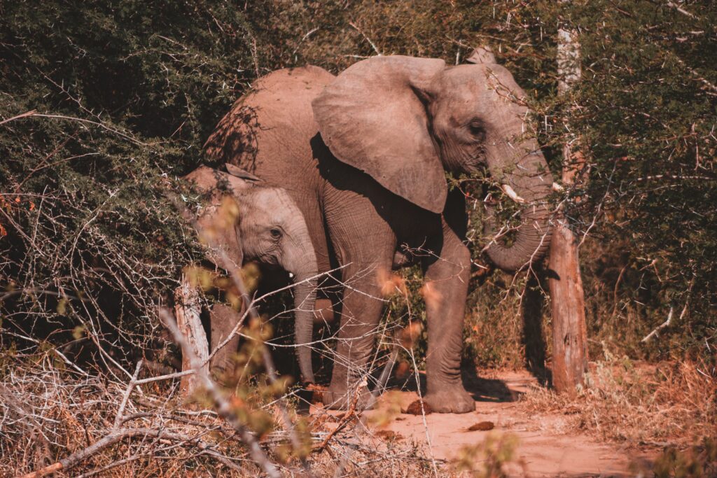 Mother elephant with calf in African bush