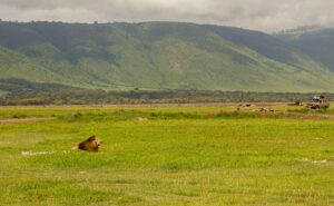 Ndutu