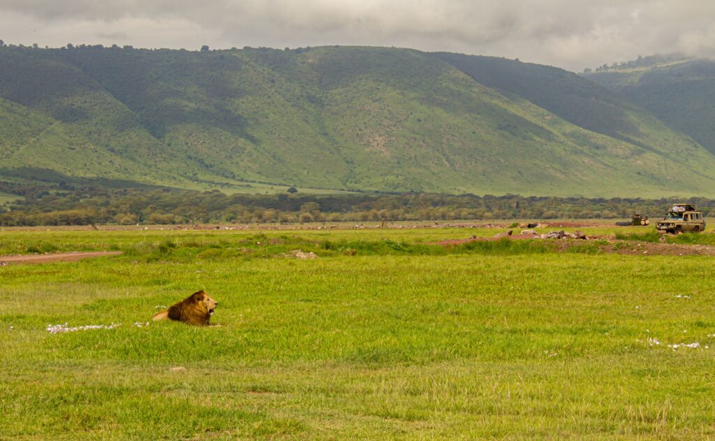 Lion resting on green plains in Ngorongoro Crater