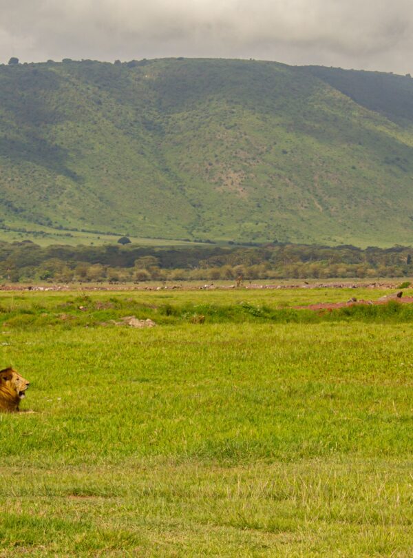Lion resting on green plains in Ngorongoro Crater