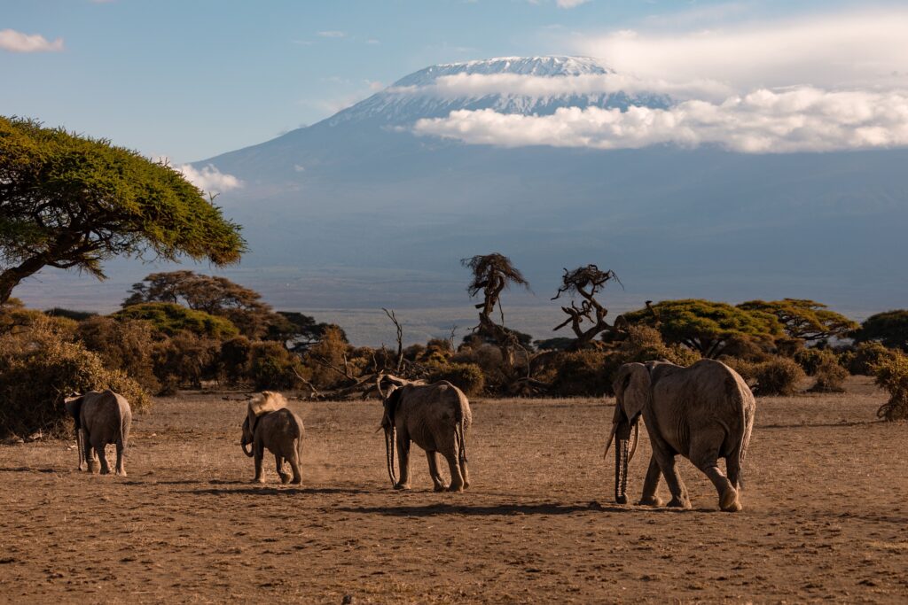 Elephants and Mount Kilimanjaro views in Amboseli, Kenya