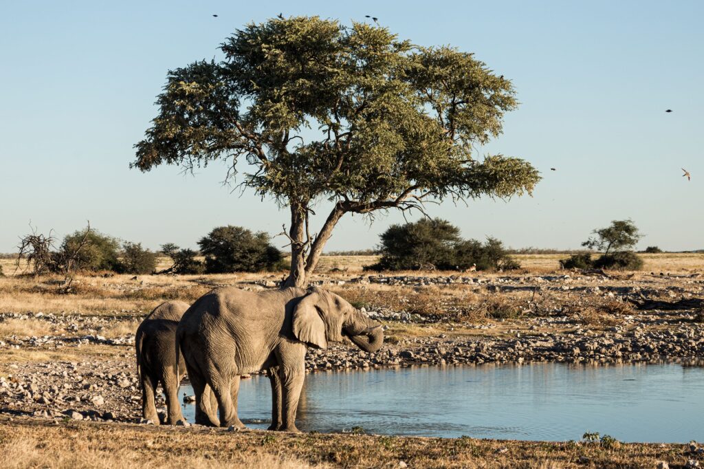 Elephants at a waterhole in Namibia savannah