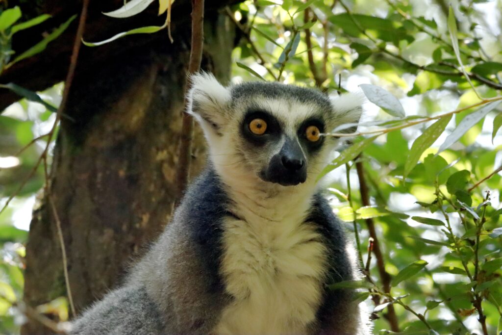 Ring-tailed lemur gazing from lush foliage