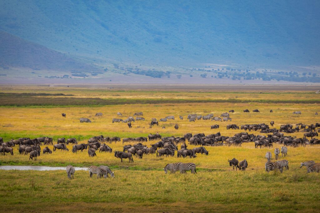 Zebras and wildebeest on Ngorongoro grasslands