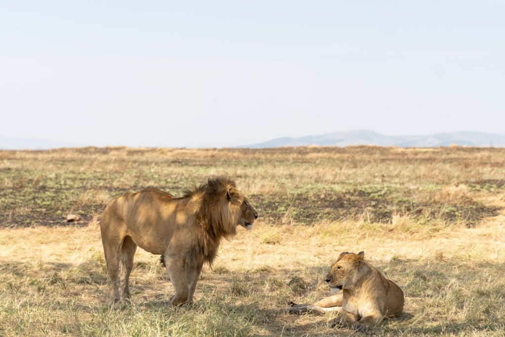 Two lions resting in Serengeti grasslands