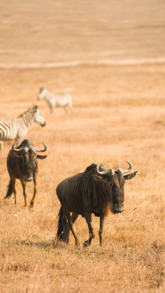 Wildebeest and zebras grazing on Serengeti plains